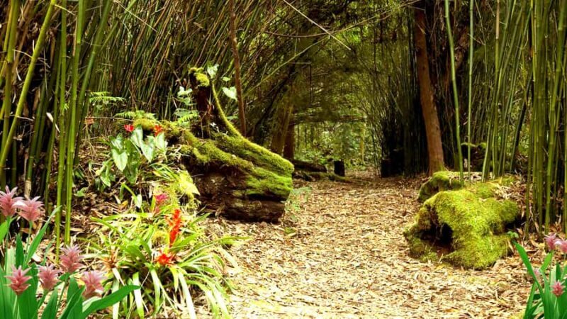 Kona: Cloud Forest, Coffee Farm, and Turtle Beach Tour - Final Thoughts: Who Should Take This Tour?