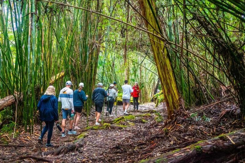 Kona Cloud Forest Sanctuary Montane Jungle Tour (2.5 hrs) - Final Thoughts: Who Should Book This