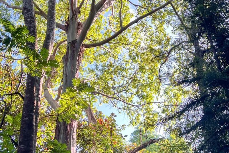 Kona Cloud Forest Sanctuary: Pan-Tropical Trail Guided Walk - Kona Cloud Forest Sanctuary: Pan-Tropical Trail Guided Walk