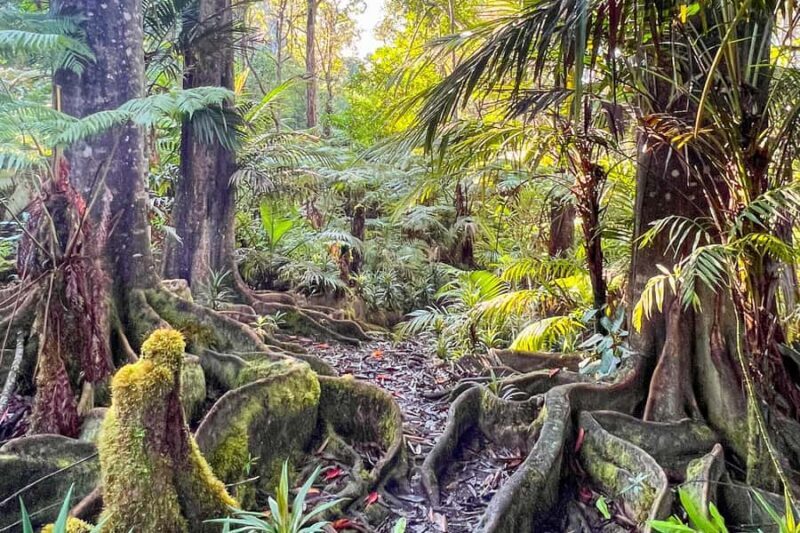 Kona Cloud Forest Sanctuary: Pan-Tropical Trail Guided Walk - Deep Dive: What to Expect on the Tour