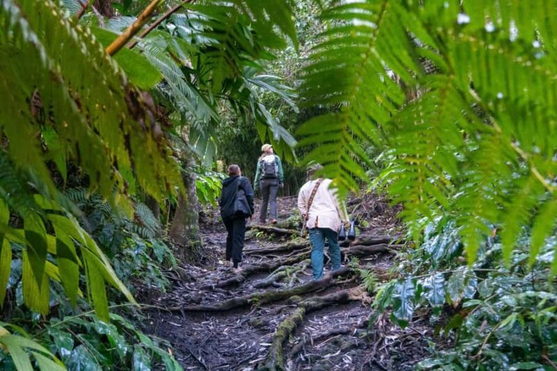 Kona Cloud Forest Sanctuary: Pan-Tropical Trail Guided Walk - Frequently Asked Questions