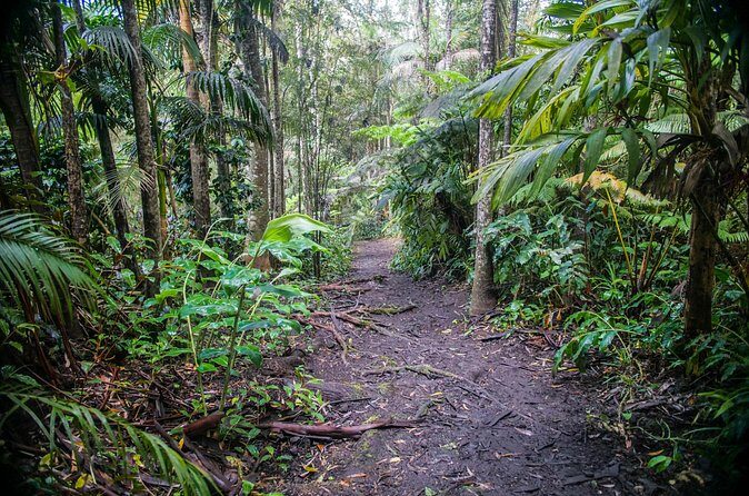 Kona Cloud Forest Sanctuary Pantropical Tour (1.5 hrs) - FAQs About the Kona Cloud Forest Sanctuary Pantropical Tour