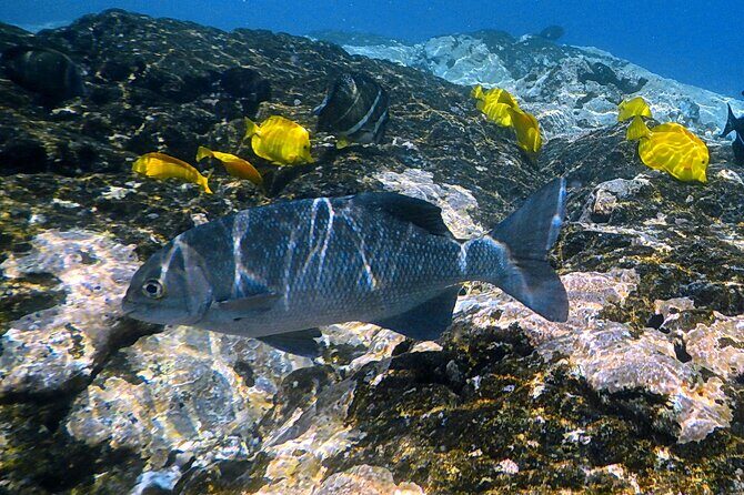 Kona Coast Cruise: Snorkel Kealakekua Bay & Dolphin Encounter - FAQ