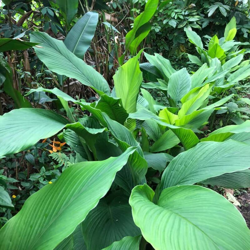 Kona Coast: Rooster Farms Coffee Tasting - Exploring the Kona Coast Rooster Farms Coffee Tasting