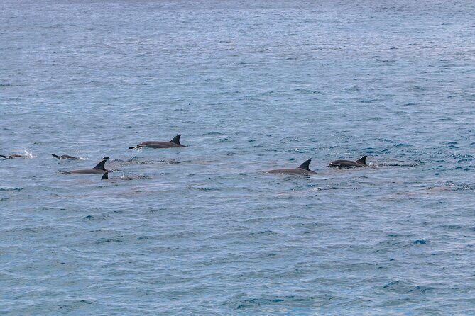 Kona Coastline Escape: Sail with Dolphins & Turtles on Honi Olani - FAQs