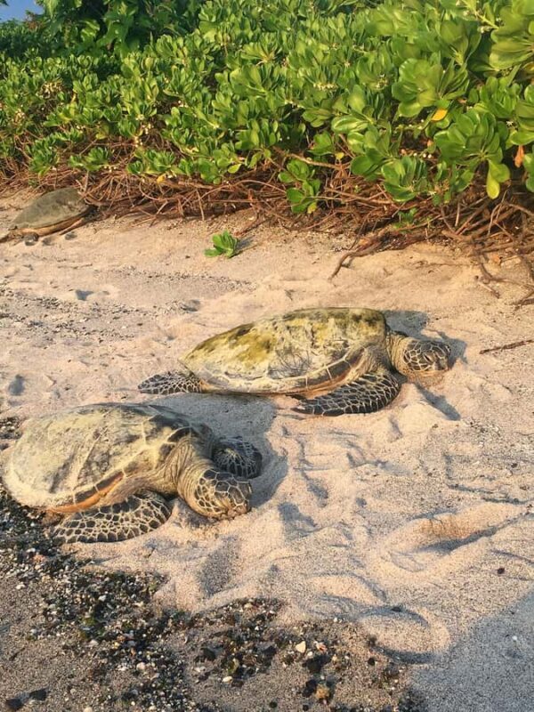 Kona: Coffee and Sea Turtles Tour - Key Points