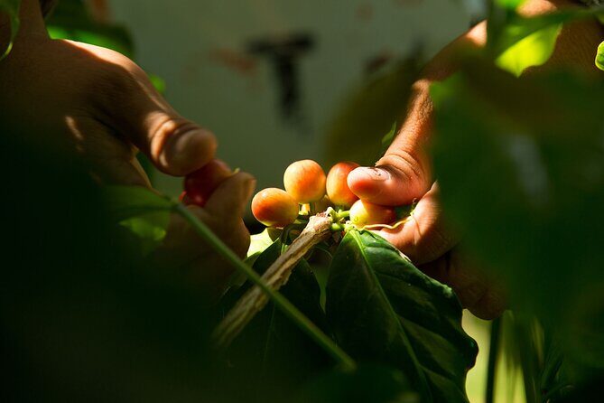 Kona Coffee Tasting: A Farm to Cup Experience - Key Points