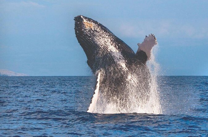 Kona Deluxe Catamaran Whale Watch - Frequently Asked Questions