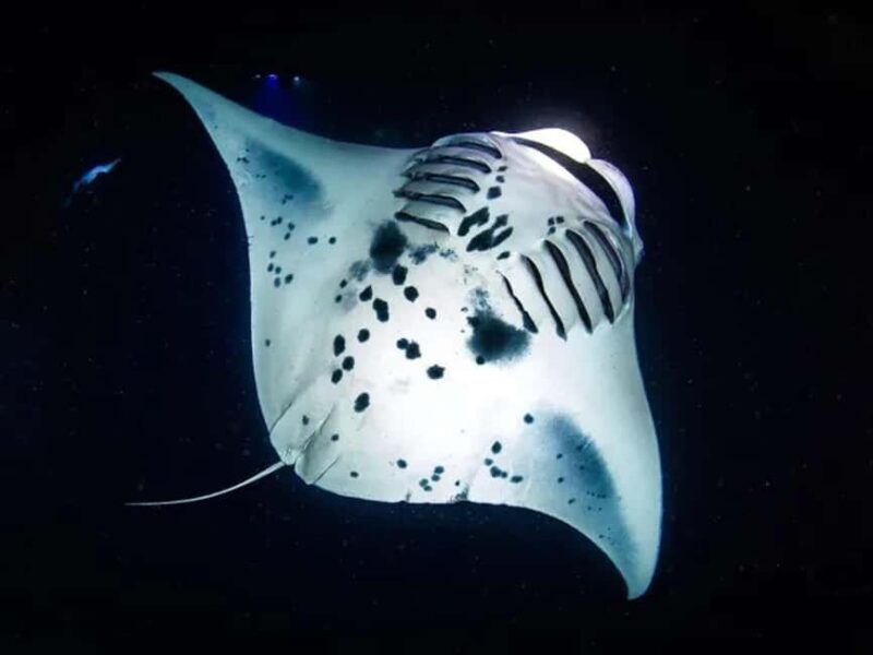 Kona: Manta Ray Night Snorkel Adventure - The Experience in Detail: What to Expect