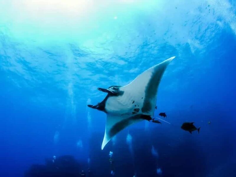 Kona: Manta Ray Night Snorkel Adventure - Highlights & What Makes It Special