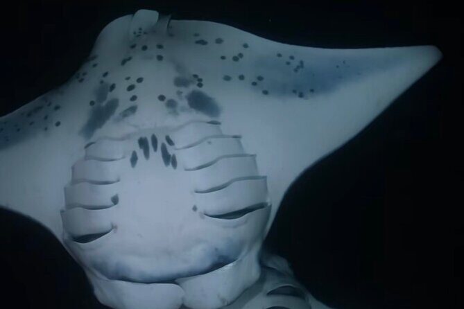 KONA Manta Ray Night Snorkel - FREE re-ride if no Sightings - An In-Depth Look at the Kona Manta Ray Night Snorkel