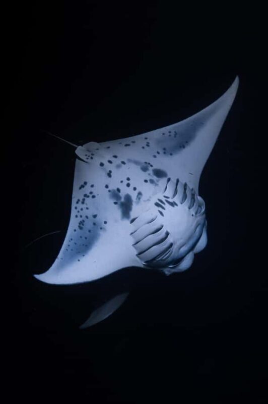 Kona: Manta Ray Night Snorkel - Key Points
