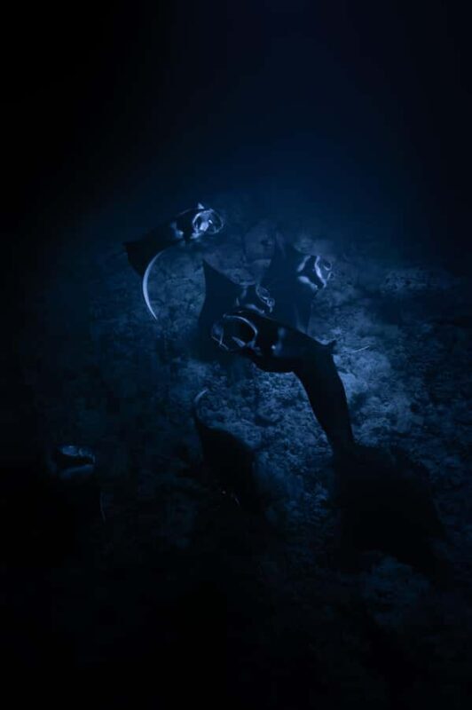 Kona: Manta Ray Night Snorkel - Who This Tour Is Perfect For