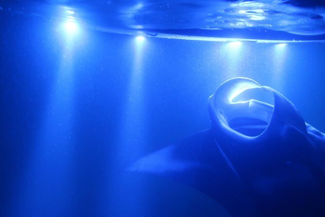Kona Manta Rays Guaranteed Night Snorkel in Keauhou Harbor - Key Points