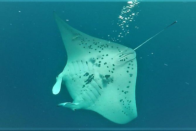 Kona Manta Rays Guaranteed Night Snorkel in Keauhou Harbor - Final Thoughts: Is It Worth It?