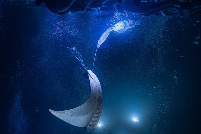 Kona Night Manta Snorkel Tour - The Practical Side: Price, Group Size, and What to Expect