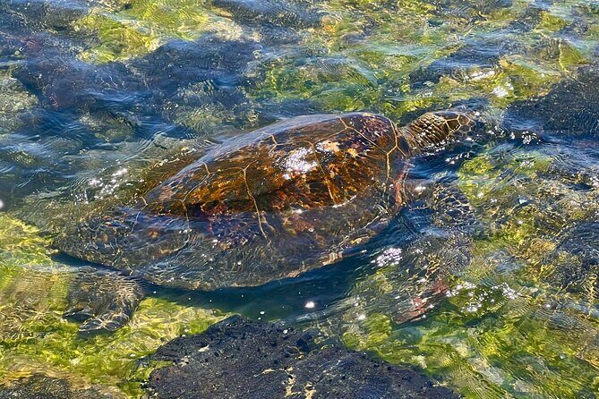 Kona Port: Private History & Farmer's Market Excursion - A Deep Dive Into the Kona Port: Private History & Farmers Market Excursion