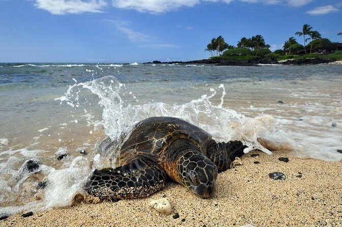 Kona Shore Excursion: Sea Turtles, Historic Kona & Coffee - Exploring Kona: Sea Turtles, Coffee, and Cultural Gems in 5 Hours
