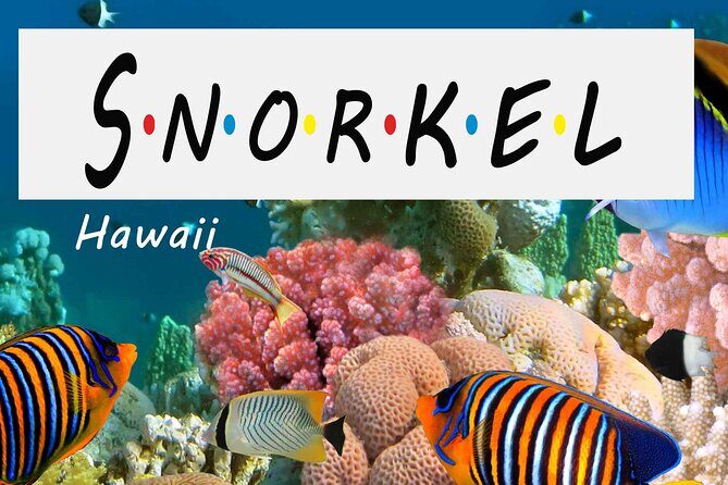 Kona Shore Excursion: Wild Dolphin Reefs Snorkel and Sea Caves - A Closer Look at What to Expect