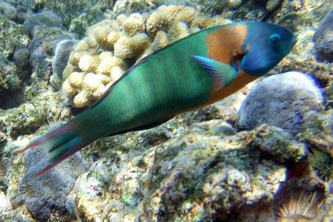 Kona Shore Excursion: Wild Dolphin Reefs Snorkel and Sea Caves - The Sum Up: Who Is This Tour Best For?