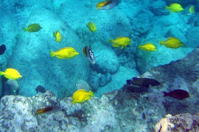 Kona Shore Excursion: Wild Dolphin Reefs Snorkel and Sea Caves - FAQ