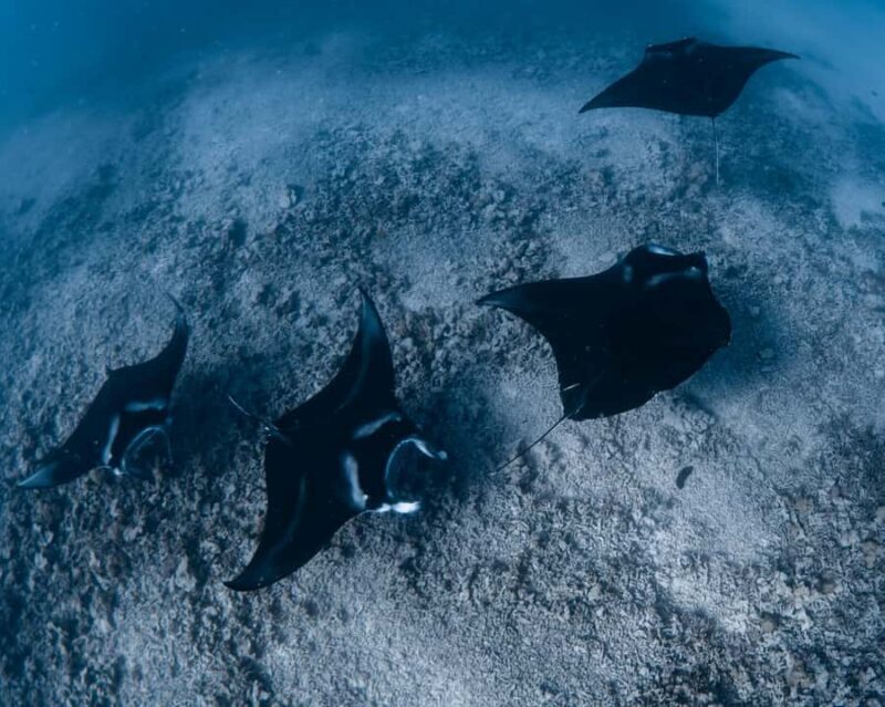 Kona: Small Group Ocean Safari + Snorkel - Final Thoughts