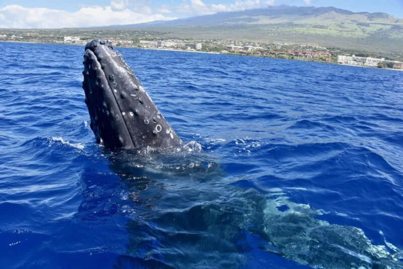 Kona: Small-Group Whale Watching Tour - An In-Depth Look at the Kona Whale Watching Experience