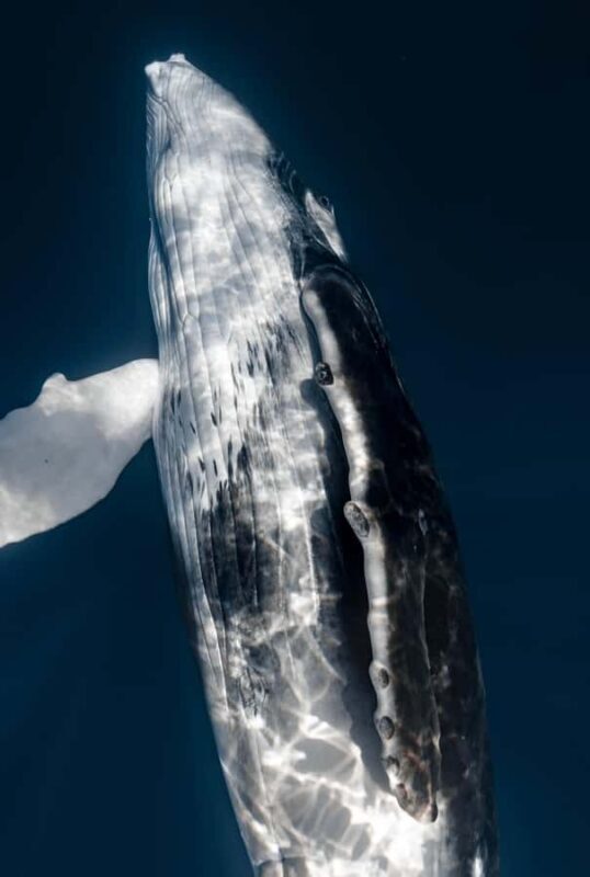 Kona: Small-Group Whale Watching Tour - Why This Tour Offers Great Value