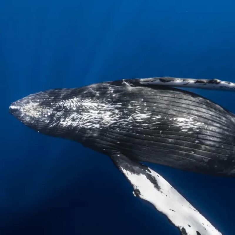 Kona: Small-Group Whale Watching Tour - Frequently Asked Questions