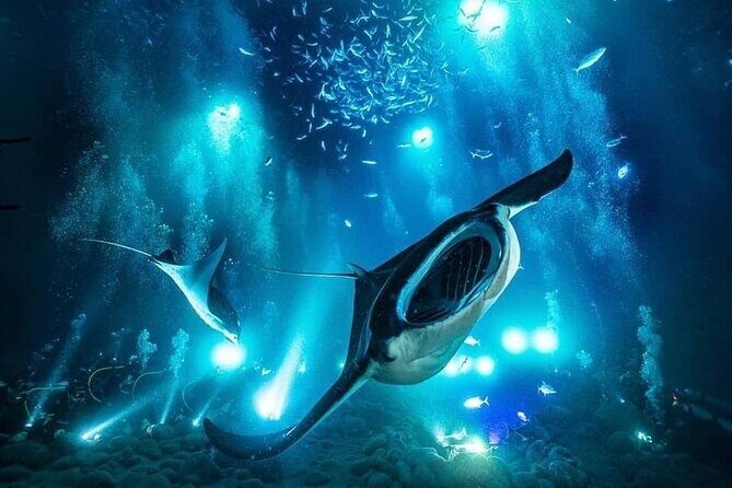 Kona Town Manta Sunset Snorkel - Kona Town Manta Sunset Snorkel: A Unique Nighttime Encounter with Hawaiis Gentle Giants