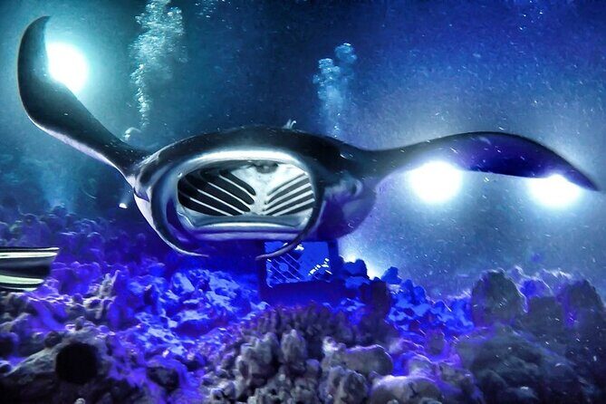 Kona Town Manta Sunset Snorkel - Exploring the Kona Town Manta Sunset Snorkel in Detail