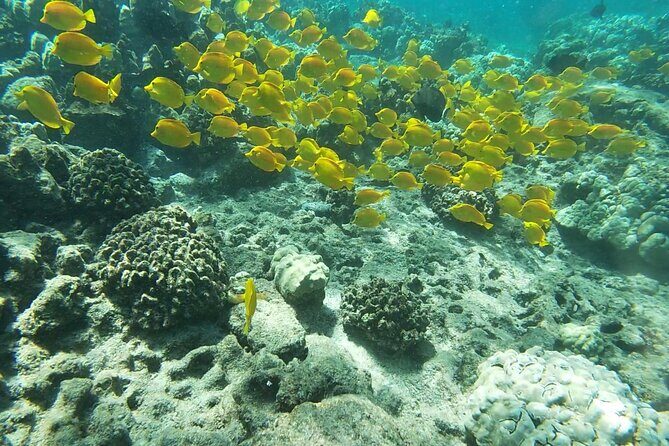 Kona's Deluxe Snorkel - Snorkel Captain Cook and Place of Refuge - Discover Kona’s Prime Snorkeling Spots with a Knowledgeable Crew