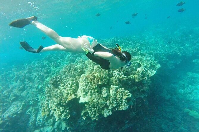 Kona's Deluxe Snorkel - Snorkel Captain Cook and Place of Refuge - Final Thoughts