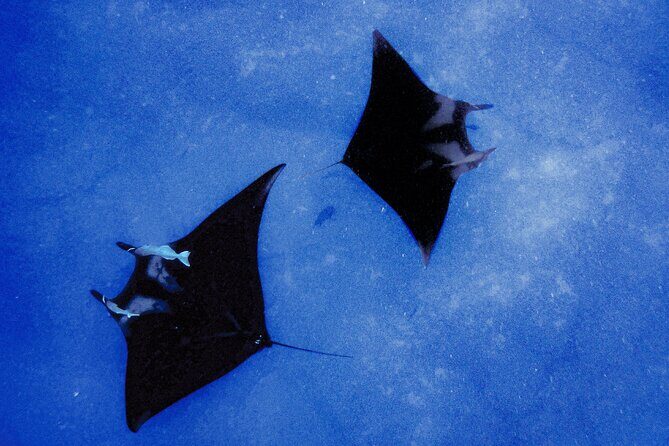 Kona's Magical Manta Ray Night Snorkel: Small-Group Eco-Tour - The Sum Up