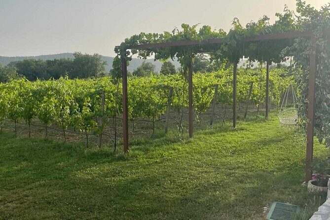 Konavle Tradition & Vines: Vodopic Winery Journey - Practicalities and Considerations