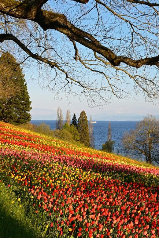 Konstanz: Mainau Island Entry Ticket - Exploring Mainau Island: A Nature Lover’s Day Out in Lake Constance