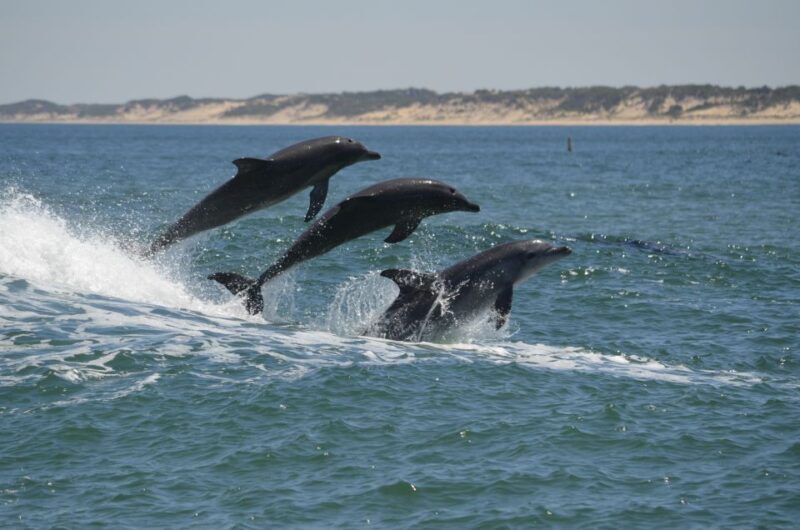 Koombana Bay: Dolphin Eco Cruise - An In-Depth Look at the Koombana Bay Dolphin Eco Cruise