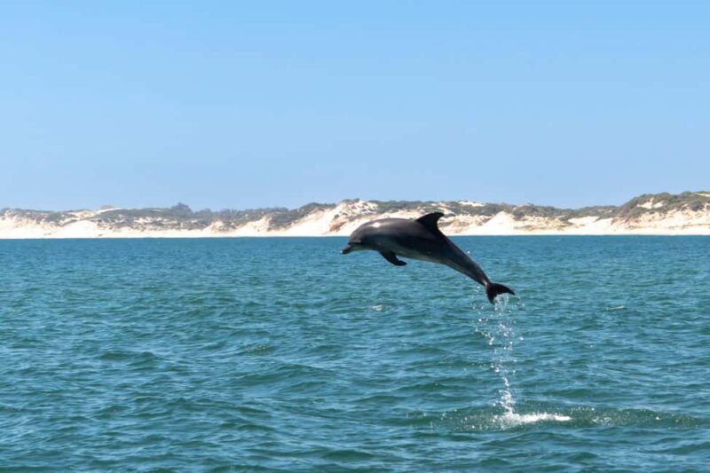 Koombana Bay: Dolphin Eco Cruise - FAQ: Your Questions About the Koombana Bay Dolphin Eco Cruise