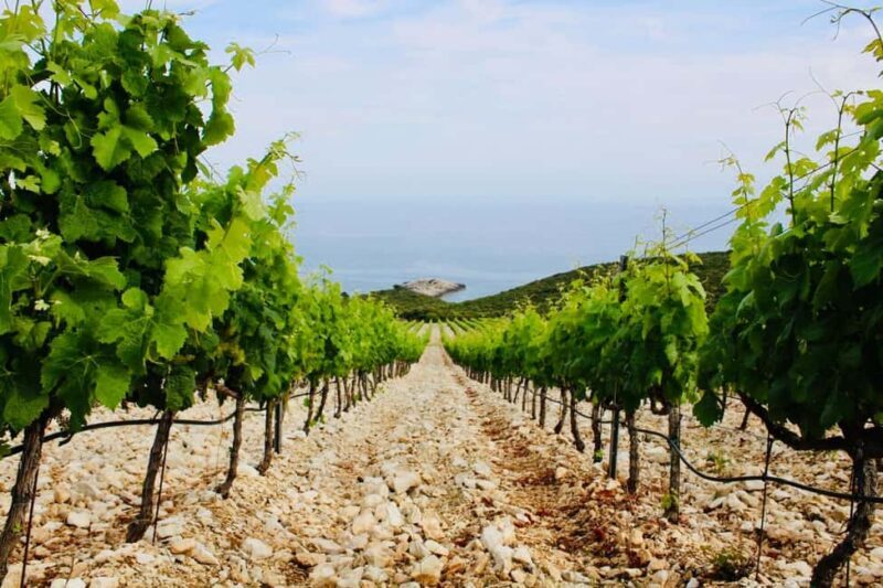 Korcula: Guided Wine Tour with Tastings - What to Expect from the Tour