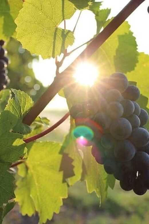 Korcula & Peljesac Wine Tasting Group Tour from Dubrovnik - The Itinerary: What to Expect on This Croatian Day Trip