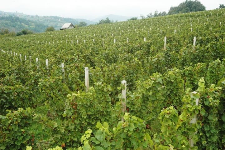 Korula & Ston Full-Day Private Tour from Dubrovnik - FAQ
