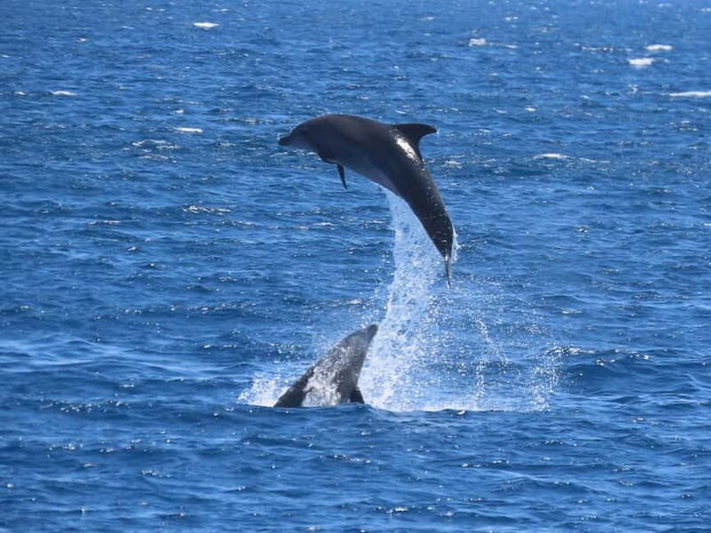 Kos: 3-Island Cruise with Lunch and Hotel Transfer - The Experience: Sailing Through Greece’s Dodecanese