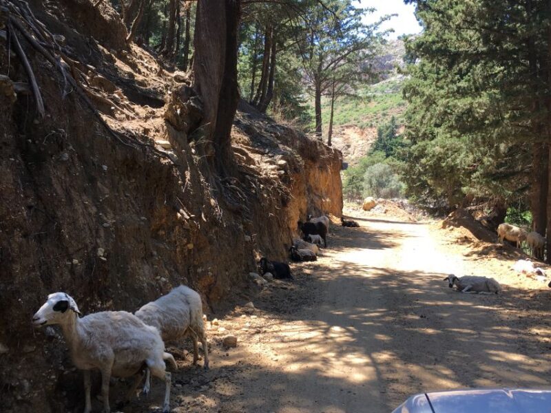Kos 4x4 Exploration: Panoramic Views, Villages & Flavors - FAQs