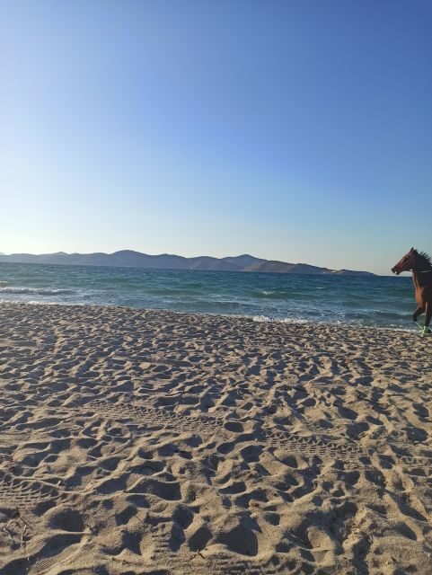 Kos: Horse Riding Experience on the Beach with Instructor - Authentic Encounters with Horses