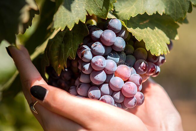 Kos Local Tasting - Wine, Oil & Honey - Who Should Book This Tour?