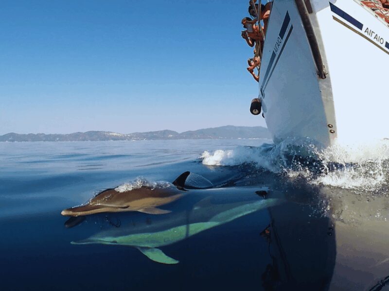 Kos: Small Group Full-Day Sailing with Meal, Drinks, & Swim - Who Would Love This Tour?