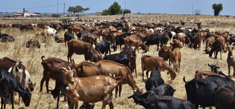 Kos: Traditional Cheese-Making Workshop in Kefalos - Who Would Love This Experience?