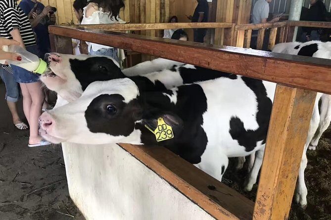 Kota Kinabalu ATV Riding and Dairy Farm at Mountain Kinabalu - The Overall Value