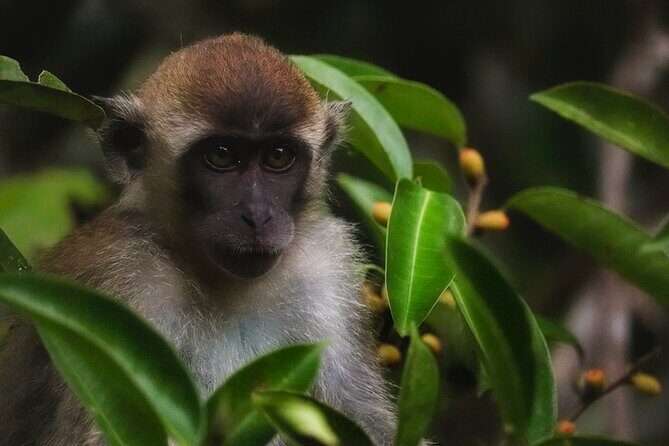 Kota Kinabalu: Bongawan River Cruise, City Tour & Fireflies - Final Thoughts