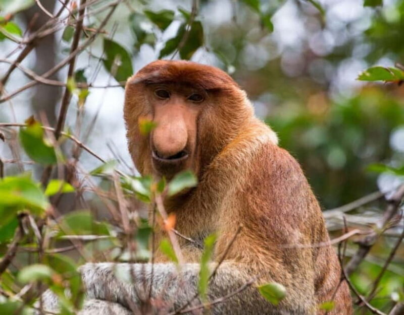 Kota Kinabalu City & Bongawan River Cruise Day Tour Package - Frequently Asked Questions (FAQs)